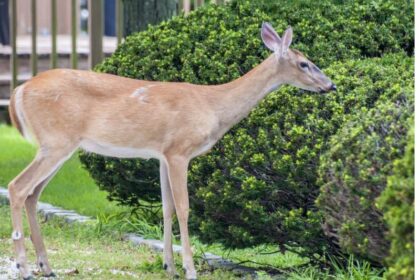 How to Keep Deer Out of Garden