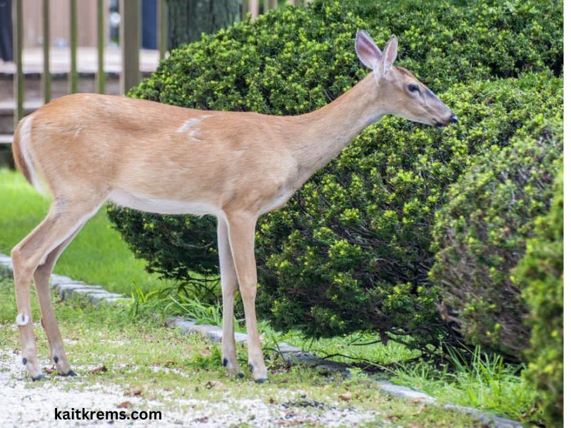 How to Keep Deer Out of Garden